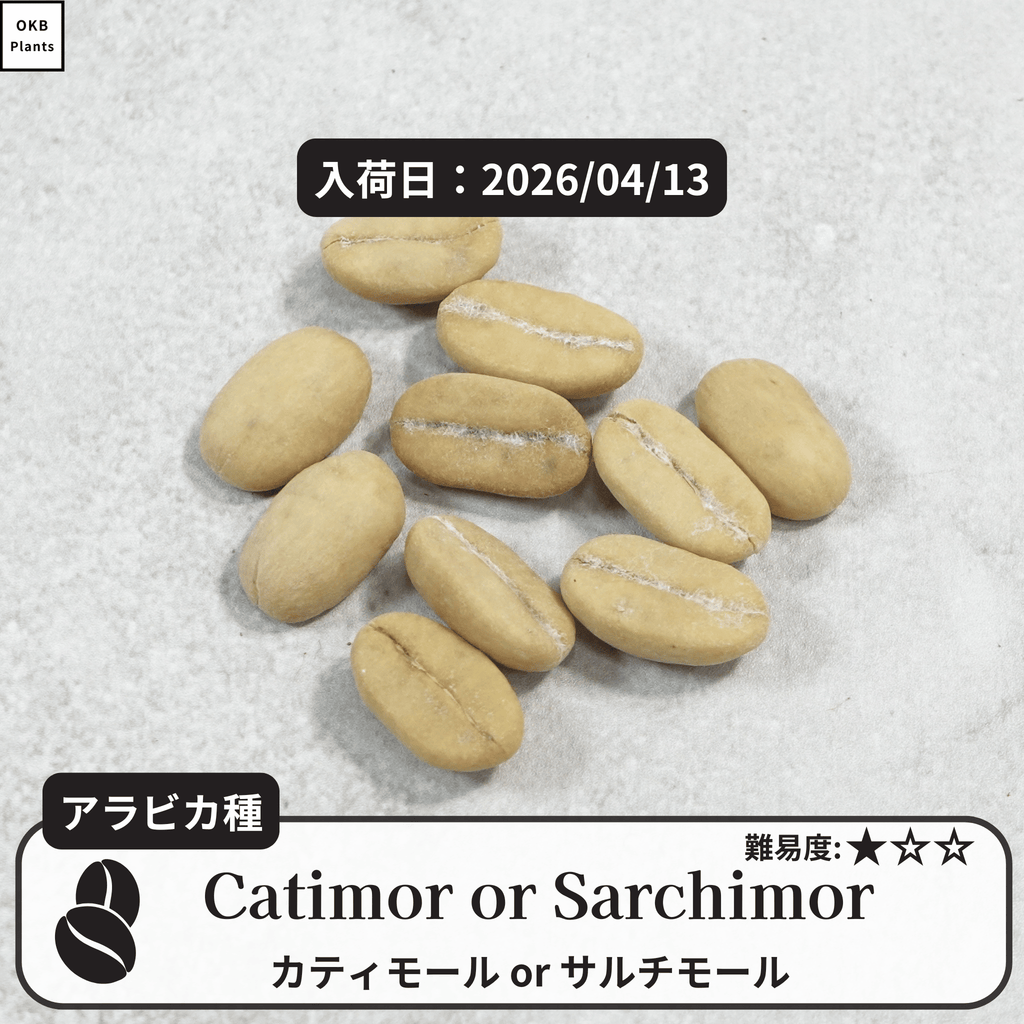 カティモールまたはサルチモール コーヒーの木の種子 10粒