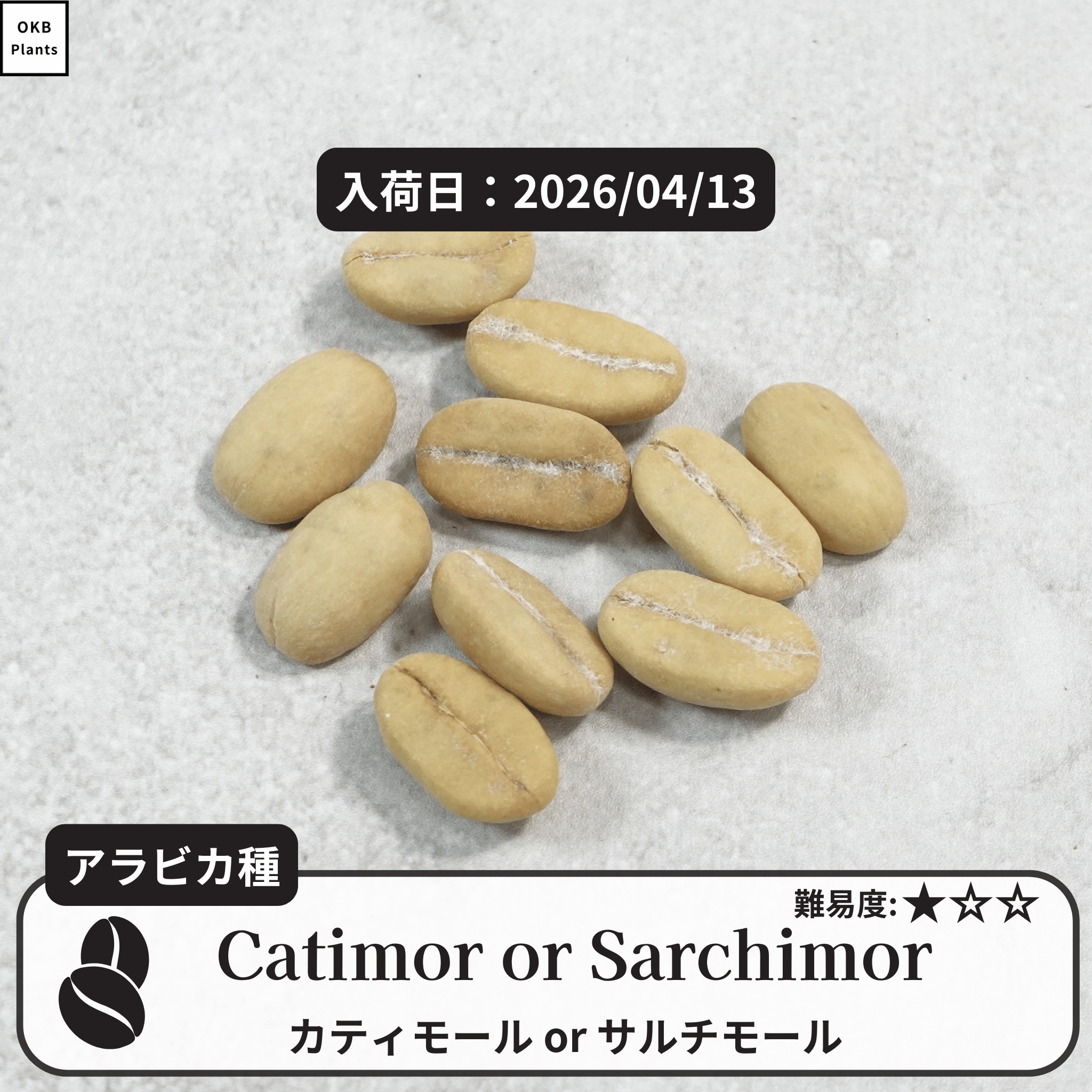 カティモールまたはサルチモール コーヒーの木の種子 10粒