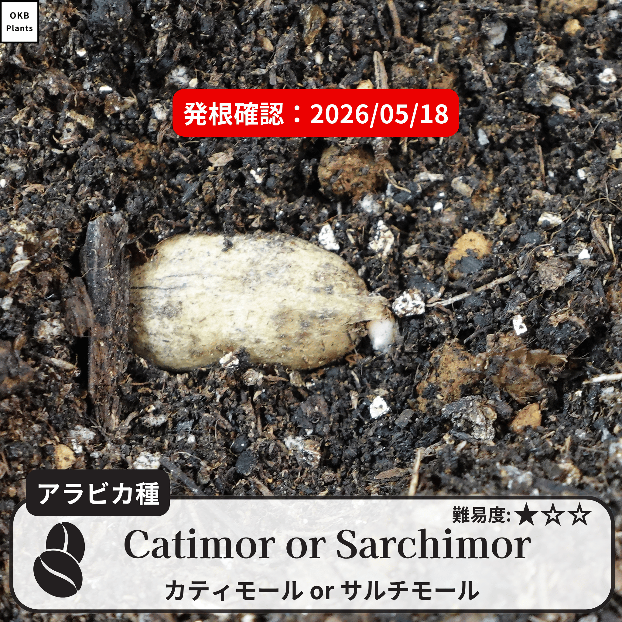 カティモールまたはサルチモール コーヒーの木の種子 10粒