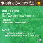 コーヒーの木栽培キット (種子, ポット, 鉢底網, 土入り)