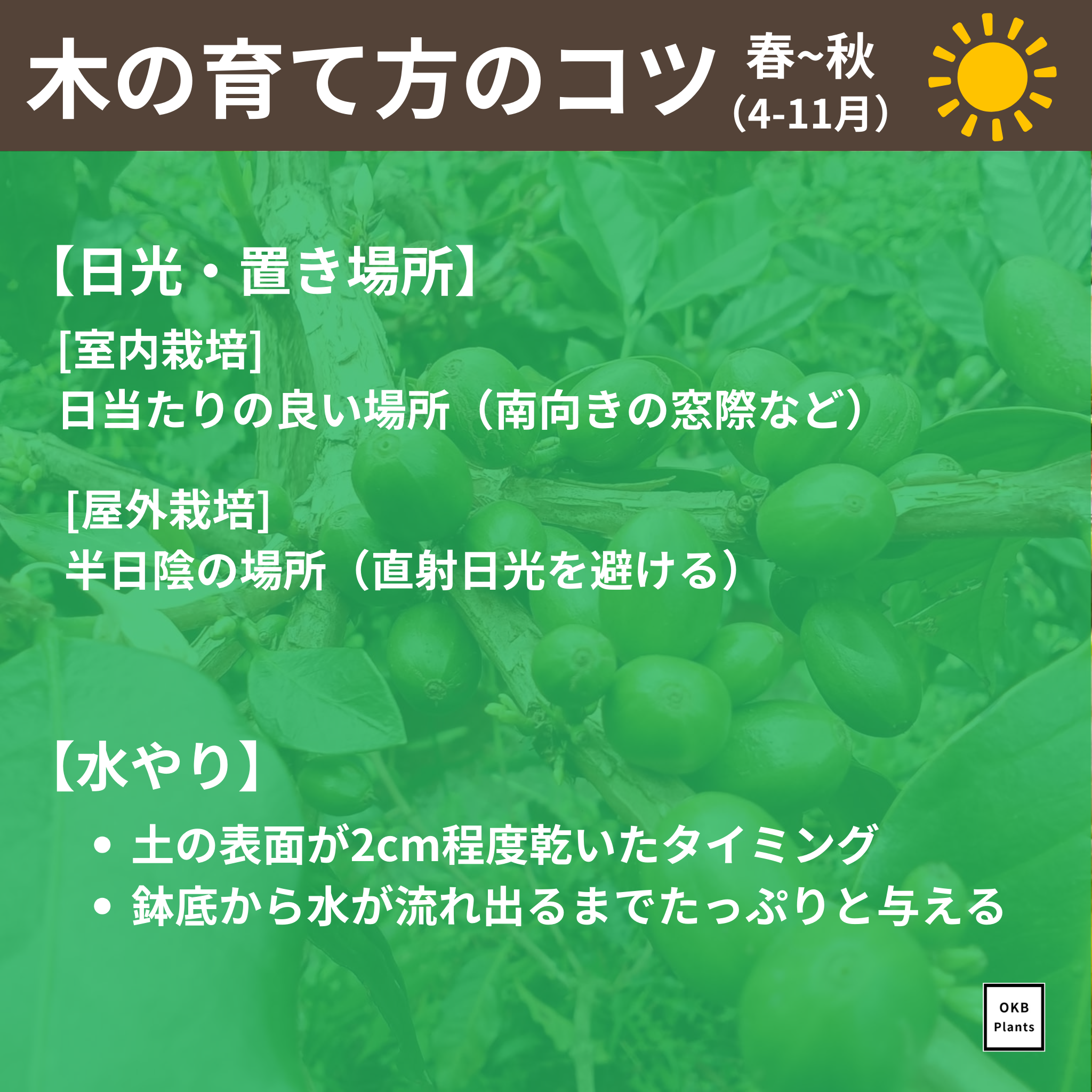 コーヒーの木栽培キット (種子, ポット, 鉢底網, 土入り)