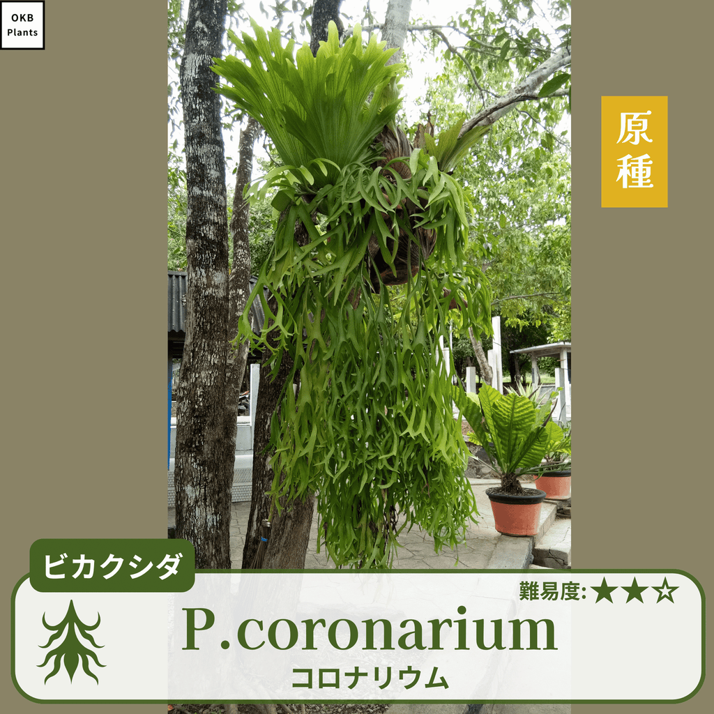 ビカクシダコロナリウム(P.coronarium)の胞子