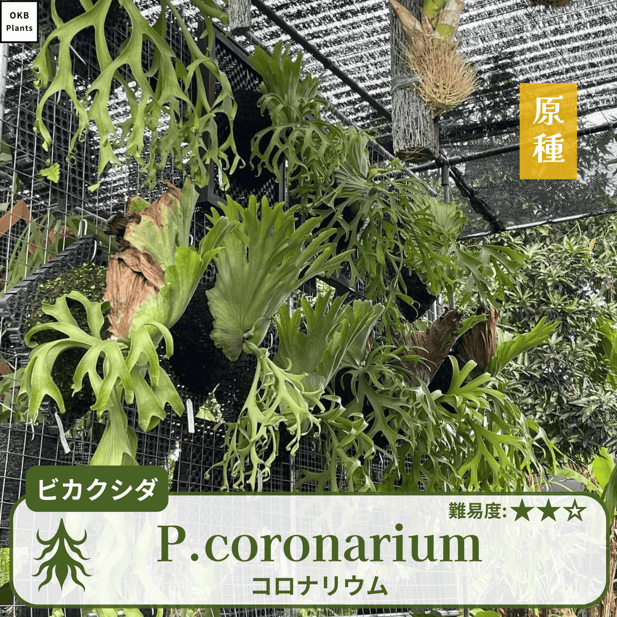 coronarium-spore1.png?v=
