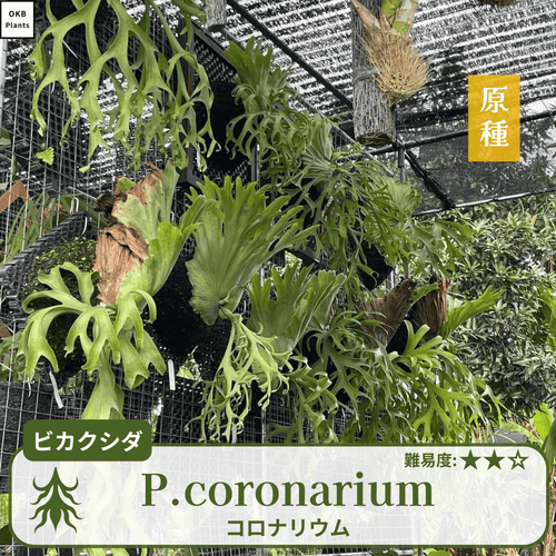 ビカクシダコロナリウム(P.coronarium)の胞子