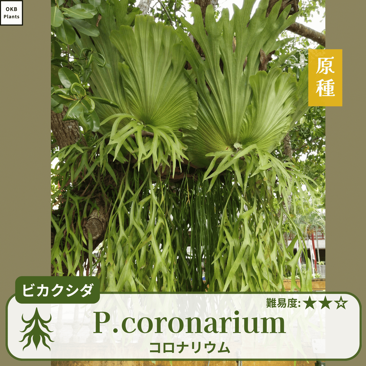 発芽確認済】ビカクシダ コロナリウムの胞子 (Platycerium coronarium 発芽確認済】ビカクシダ コロナリウムの胞子 (Platycerium coronarium