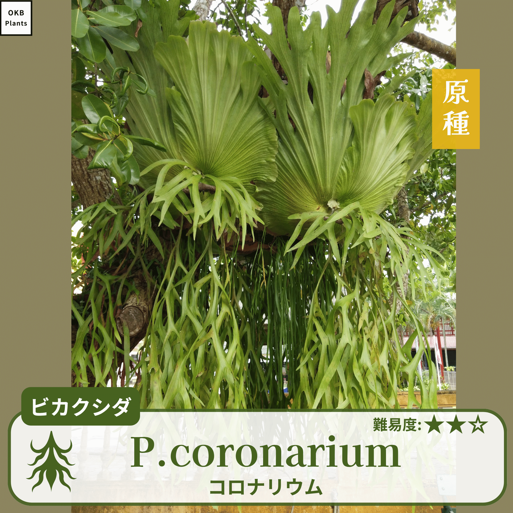 ビカクシダコロナリウム(P.coronarium)の胞子