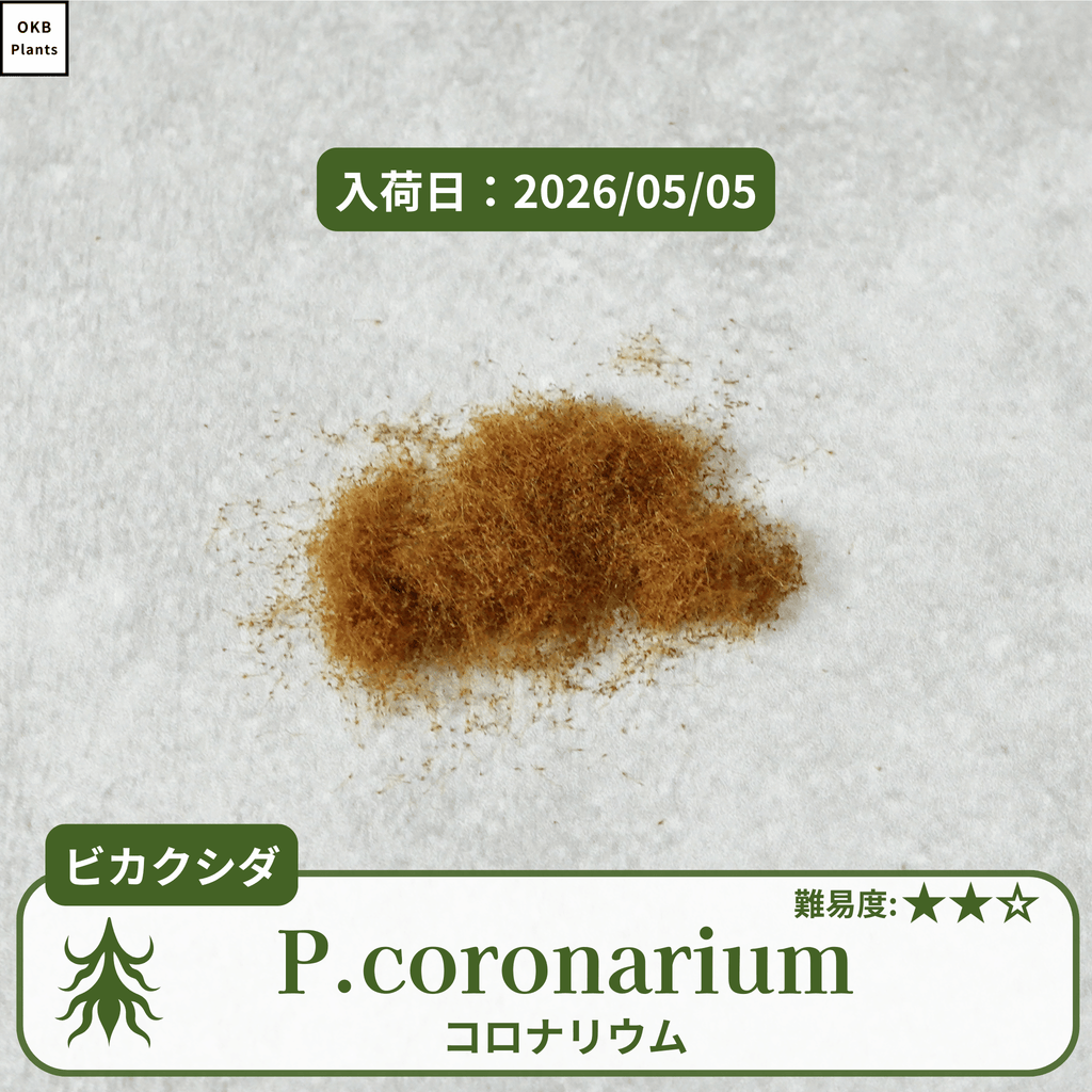 ビカクシダコロナリウム(P.coronarium)の胞子