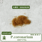 ビカクシダコロナリウム(P.coronarium)の胞子