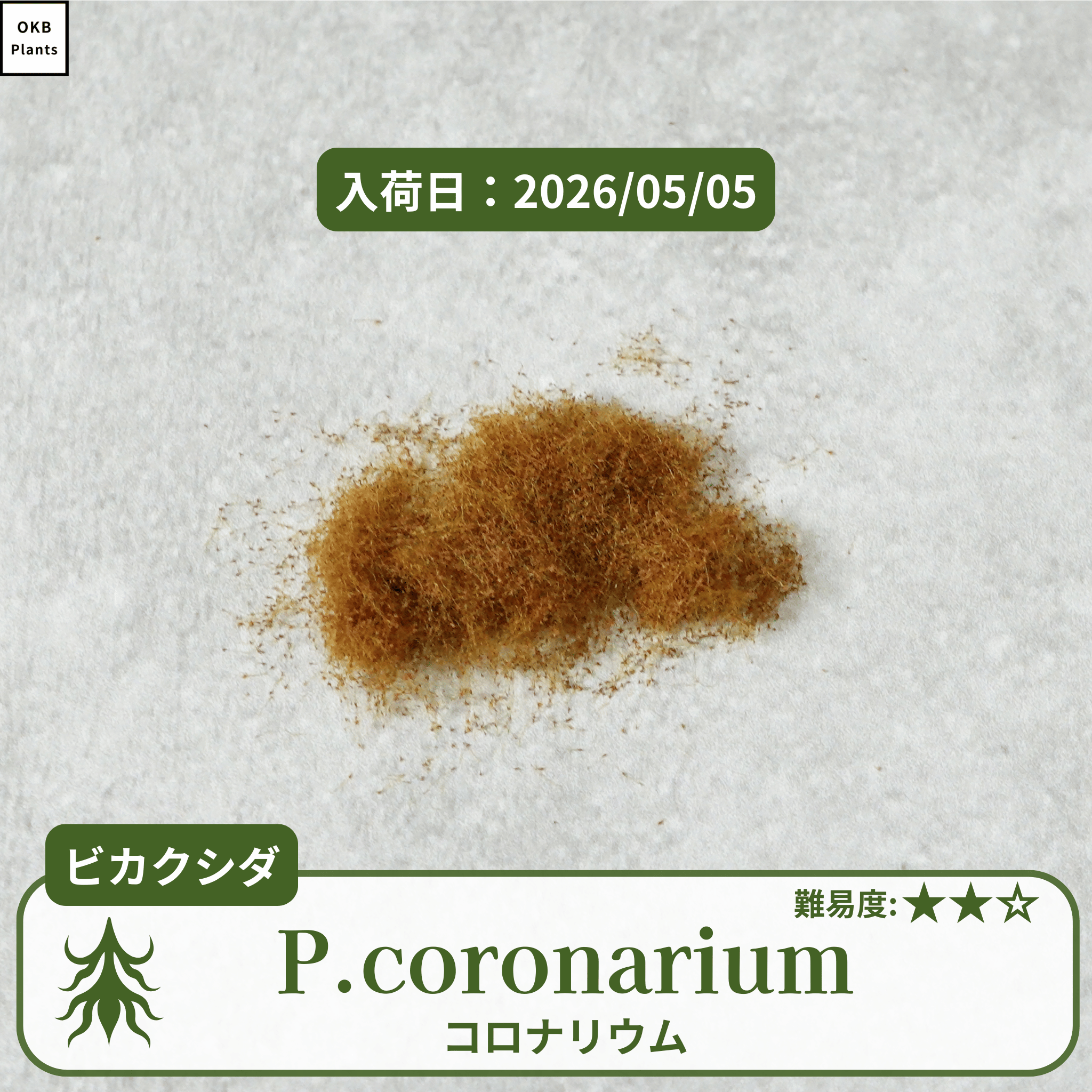 ビカクシダコロナリウム(P.coronarium)の胞子