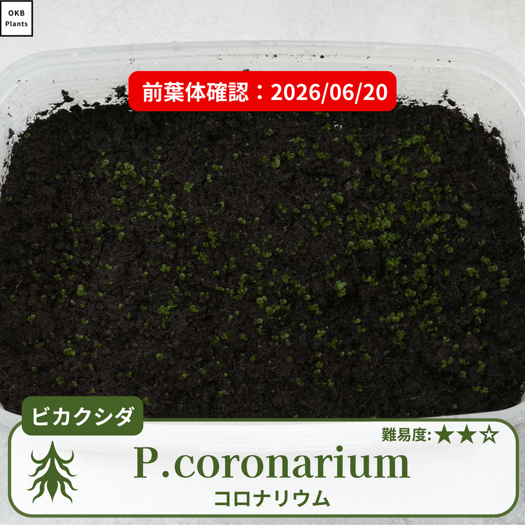 ビカクシダコロナリウム(P.coronarium)の発芽確認