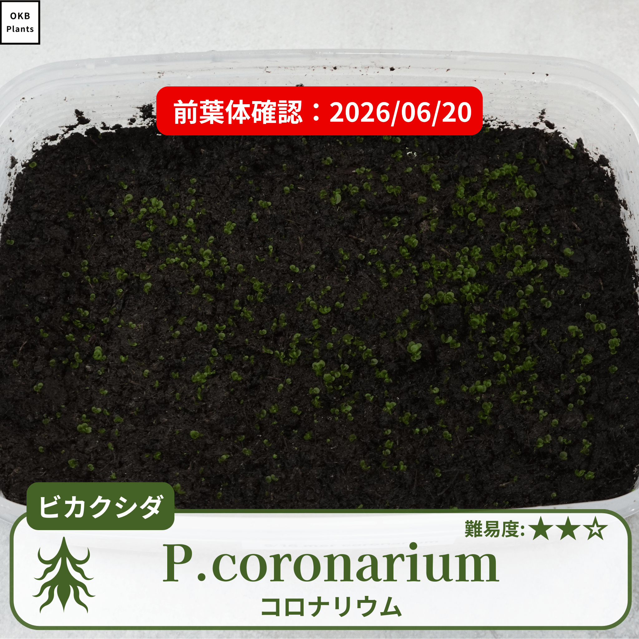 ビカクシダコロナリウム(P.coronarium)の発芽確認