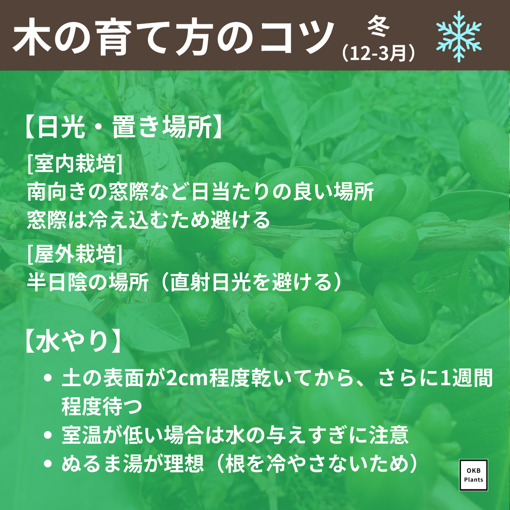 コーヒーの木栽培キット (種子, ポット, 鉢底網, 土入り)