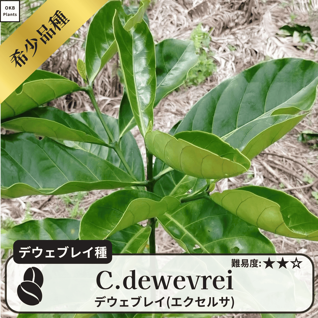 デウェブレイ コーヒーの木の種子 10粒