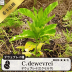 デウェブレイ コーヒーの木の種子 10粒