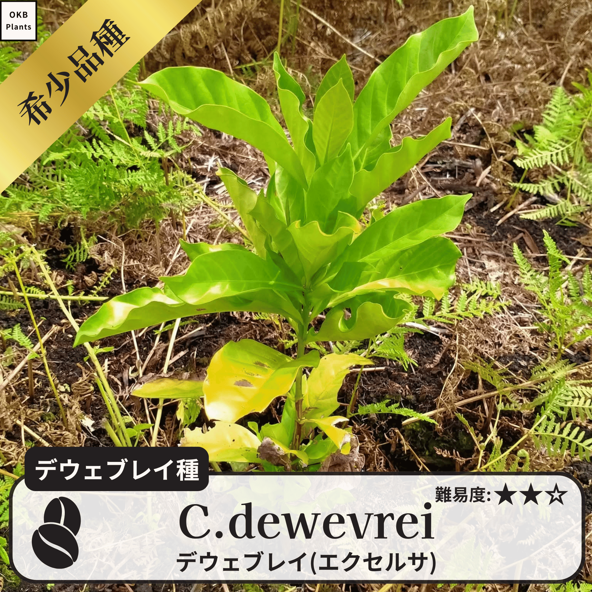 デウェブレイ コーヒーの木の種子 10粒