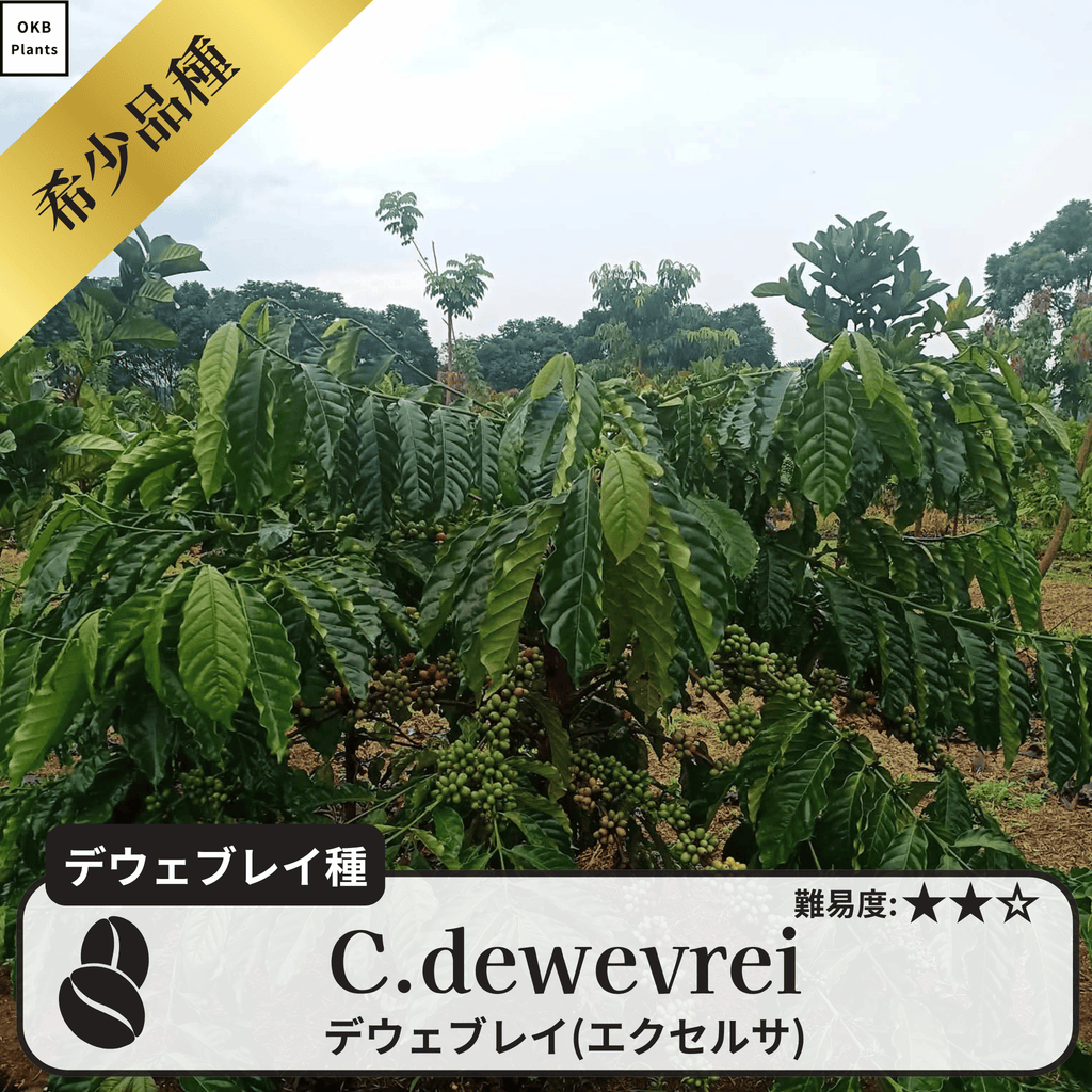 デウェブレイ コーヒーの木の種子 10粒