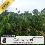 デウェブレイ コーヒーの木の種子 10粒
