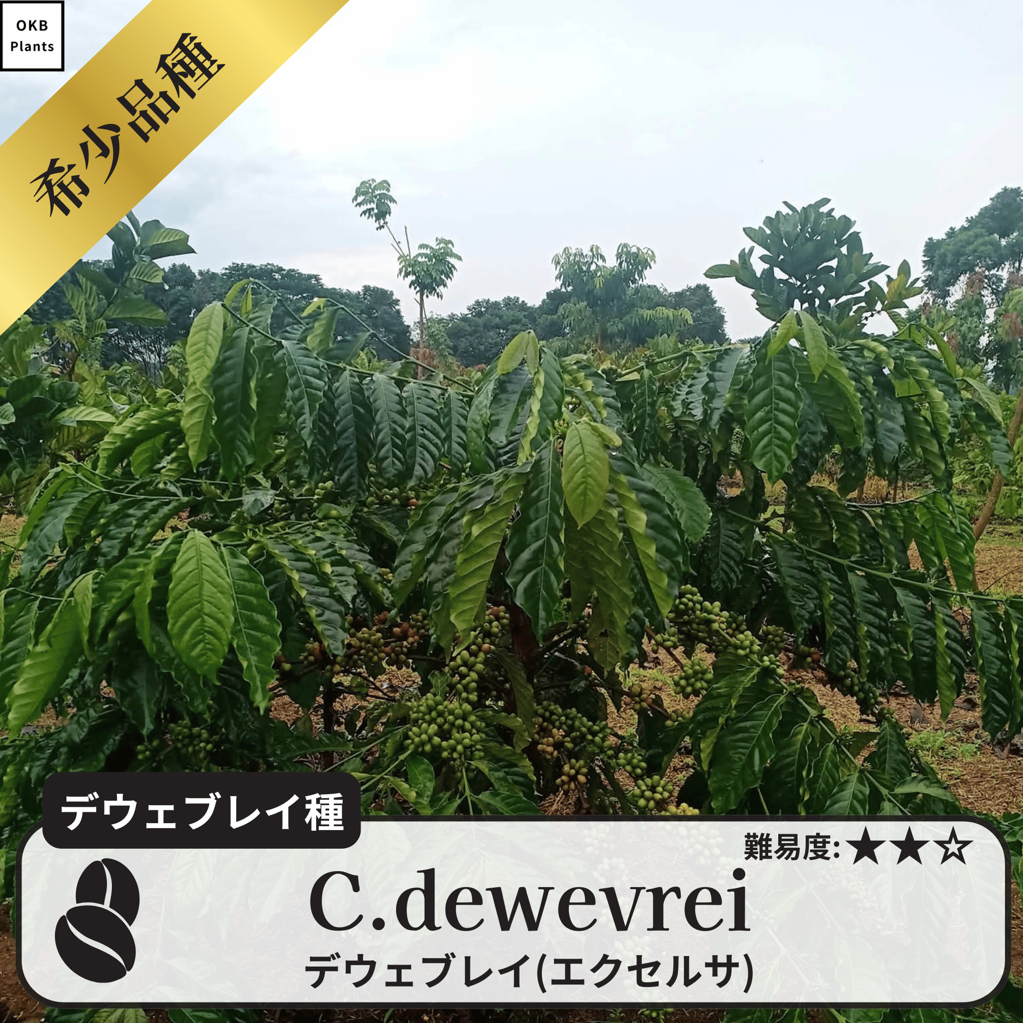 デウェブレイ コーヒーの木の種子 10粒