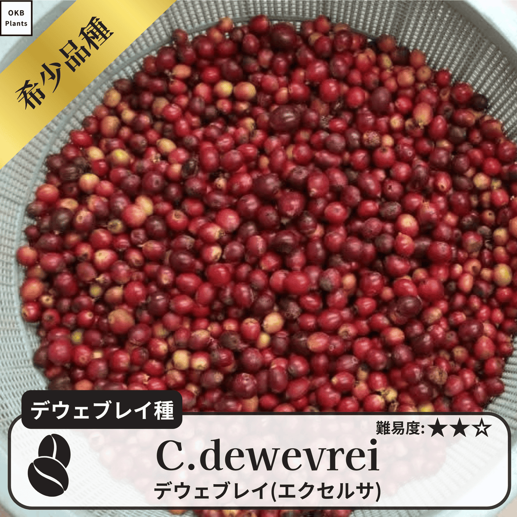 デウェブレイ コーヒーの木の種子 10粒