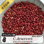 デウェブレイ コーヒーの木の種子 10粒