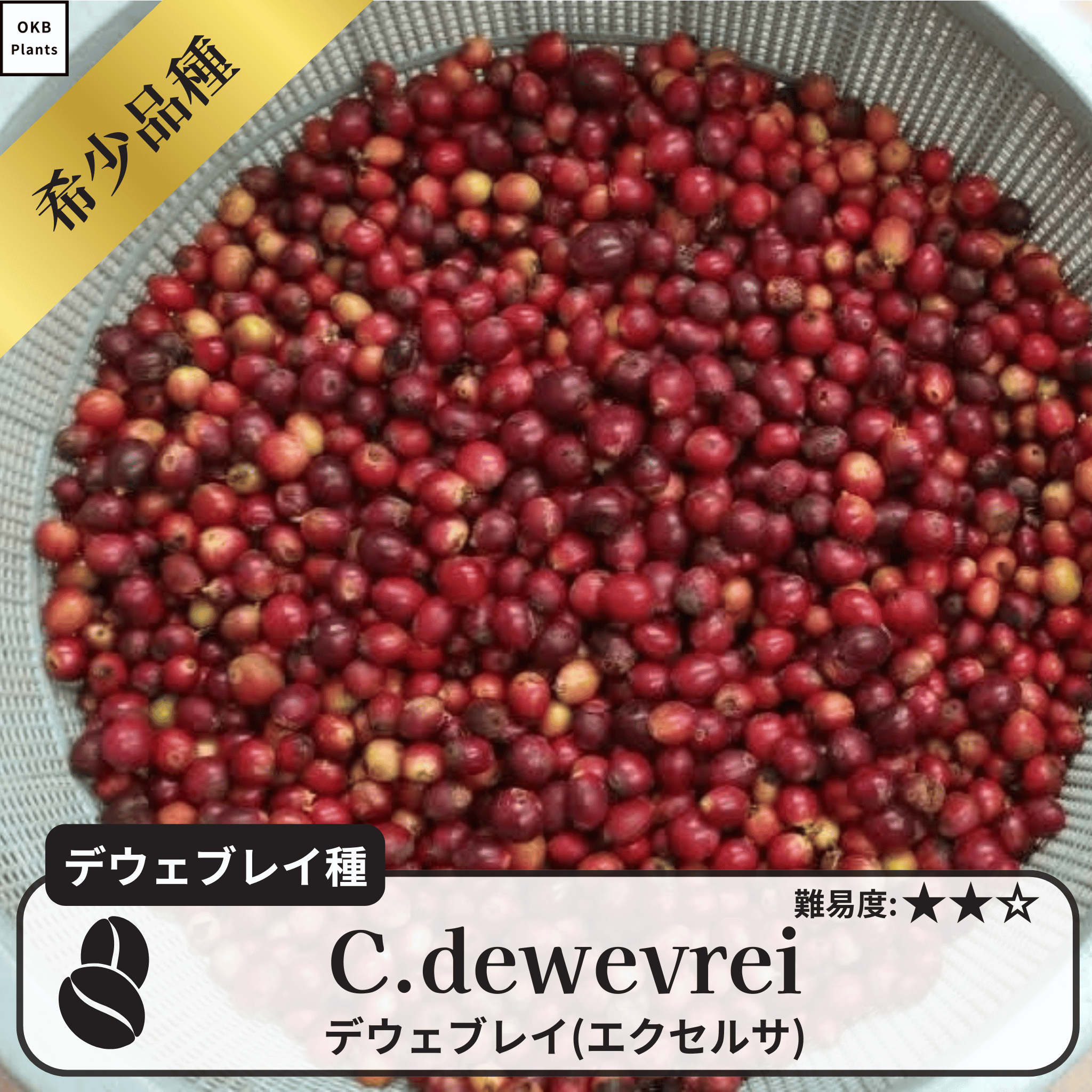 デウェブレイ コーヒーの木の種子 10粒