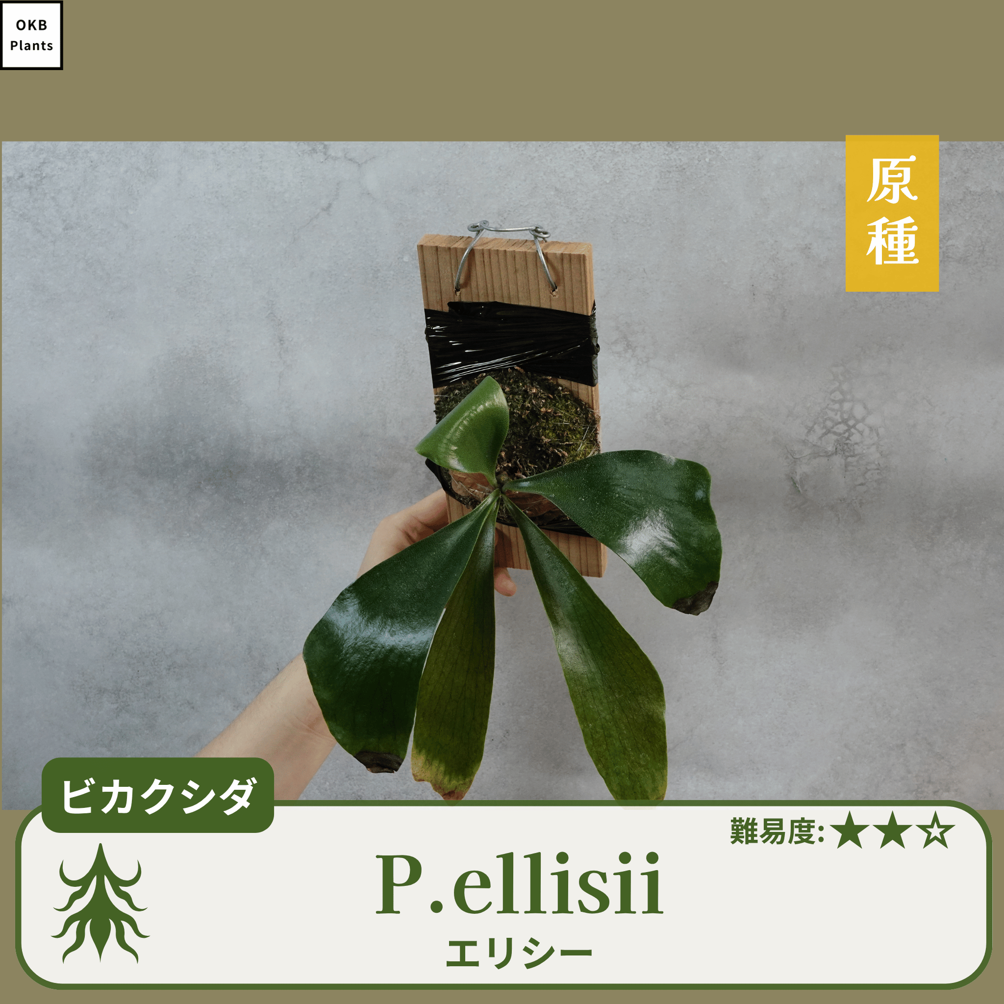 エリシー ビカクシダの胞子  0.25ml