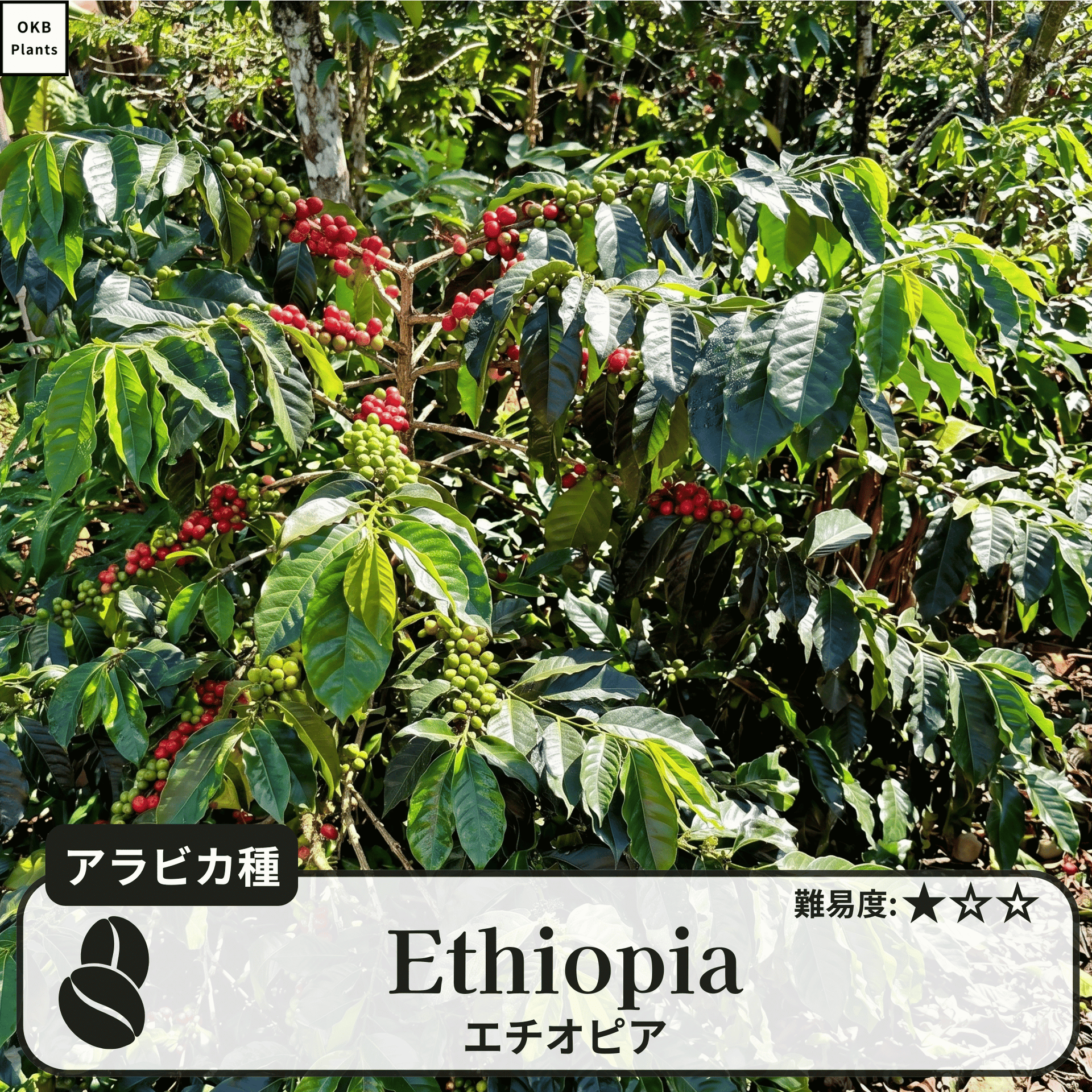 エチオピア品種 コーヒーの木の種子 10粒 – OKB Plants