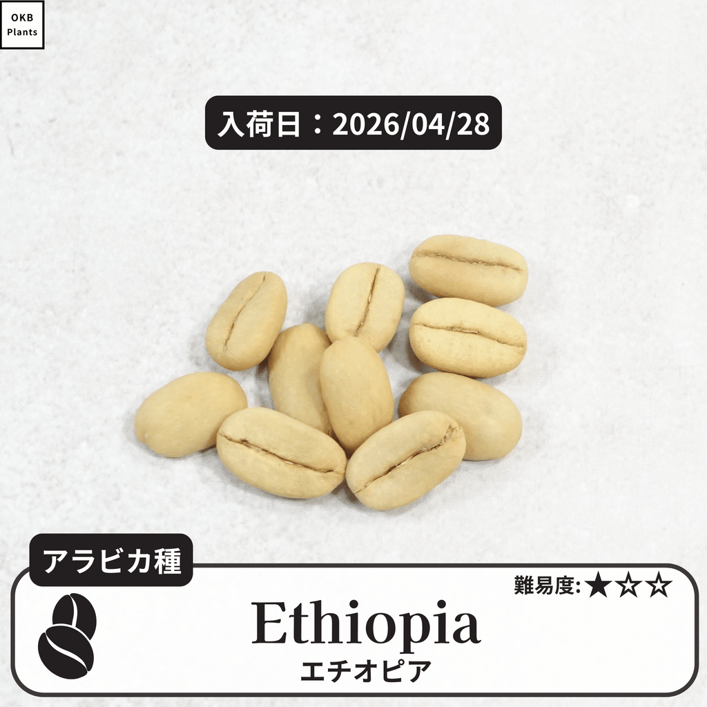 エチオピア品種 コーヒーの木の種子 10粒