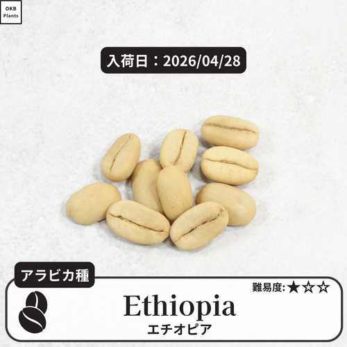 エチオピア(Ethiopia)のコーヒーの木の種子