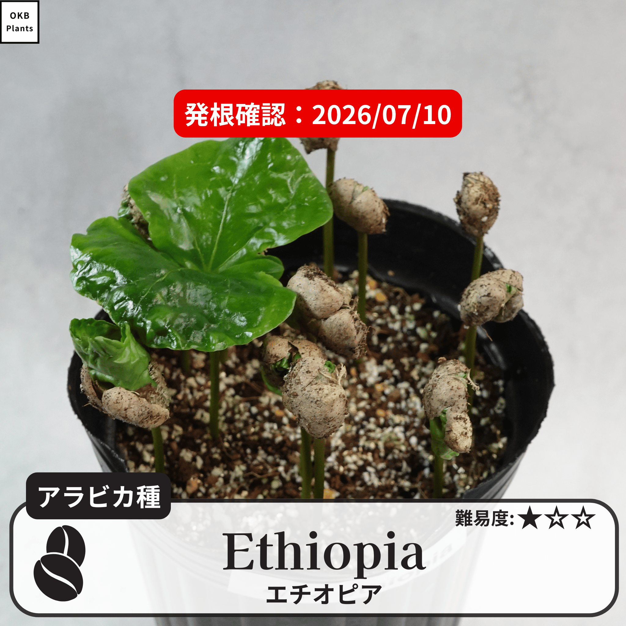 エチオピア品種 コーヒーの木の種子 10粒