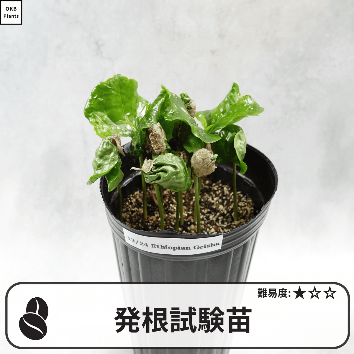 コーヒーの木の発根試験苗