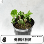 コーヒーの木の発根試験苗