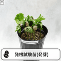 コーヒーの木の発根試験苗(発芽)