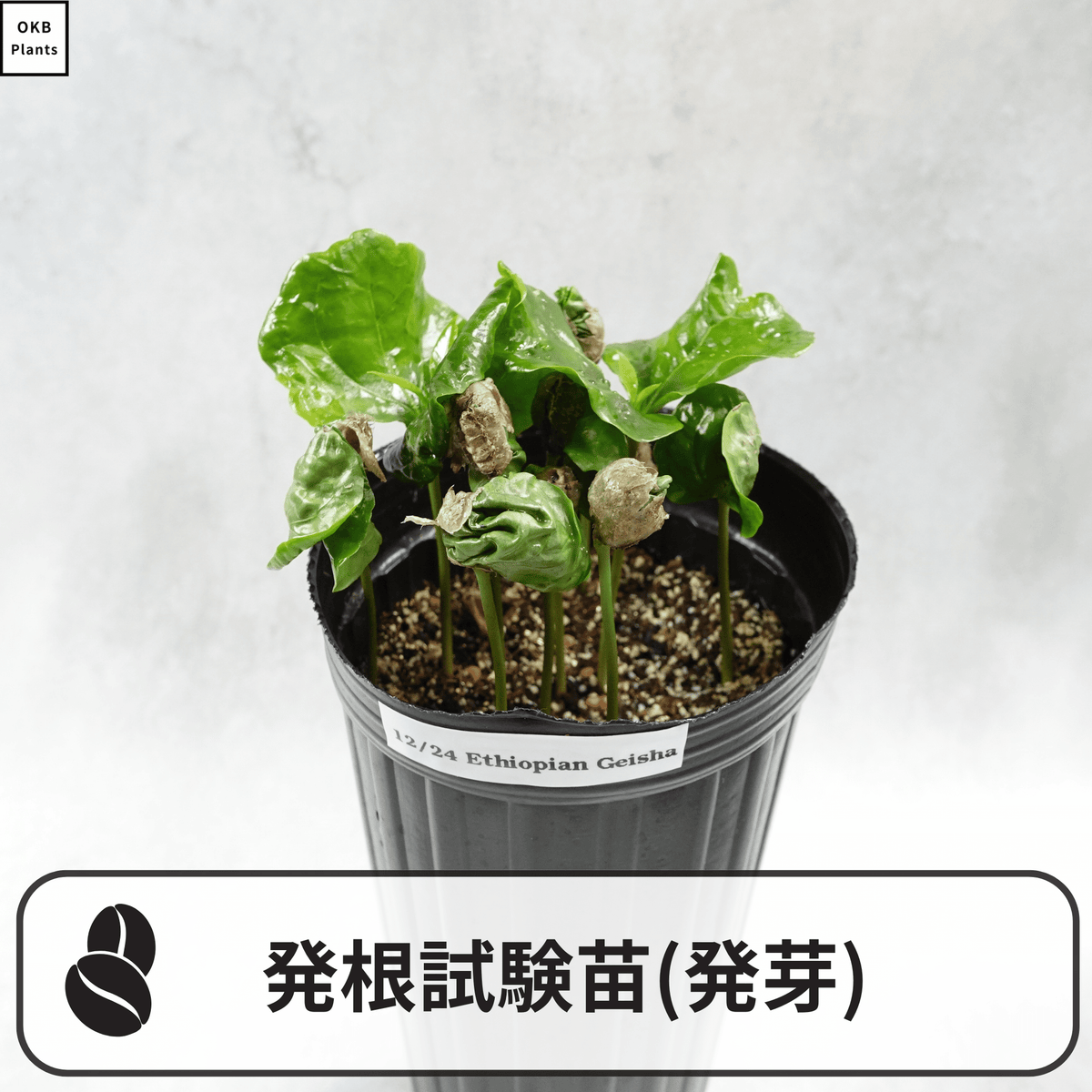 コーヒーの木の発根試験苗(発芽)