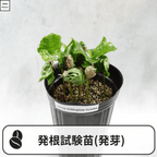 コーヒーの木の発根試験苗(発芽)