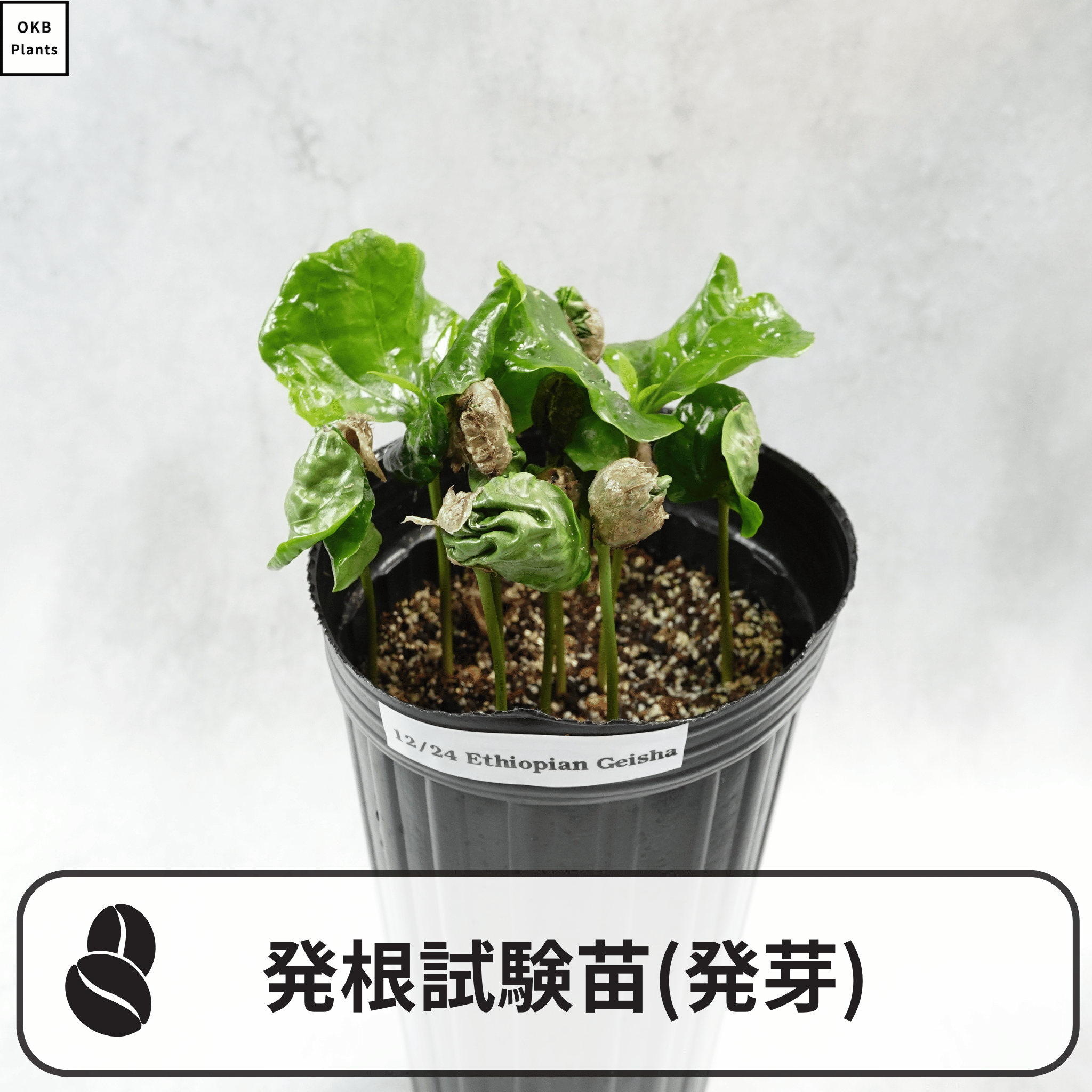 コーヒーの木の発根試験苗(発芽)