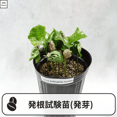 発根試験苗 コーヒーの木