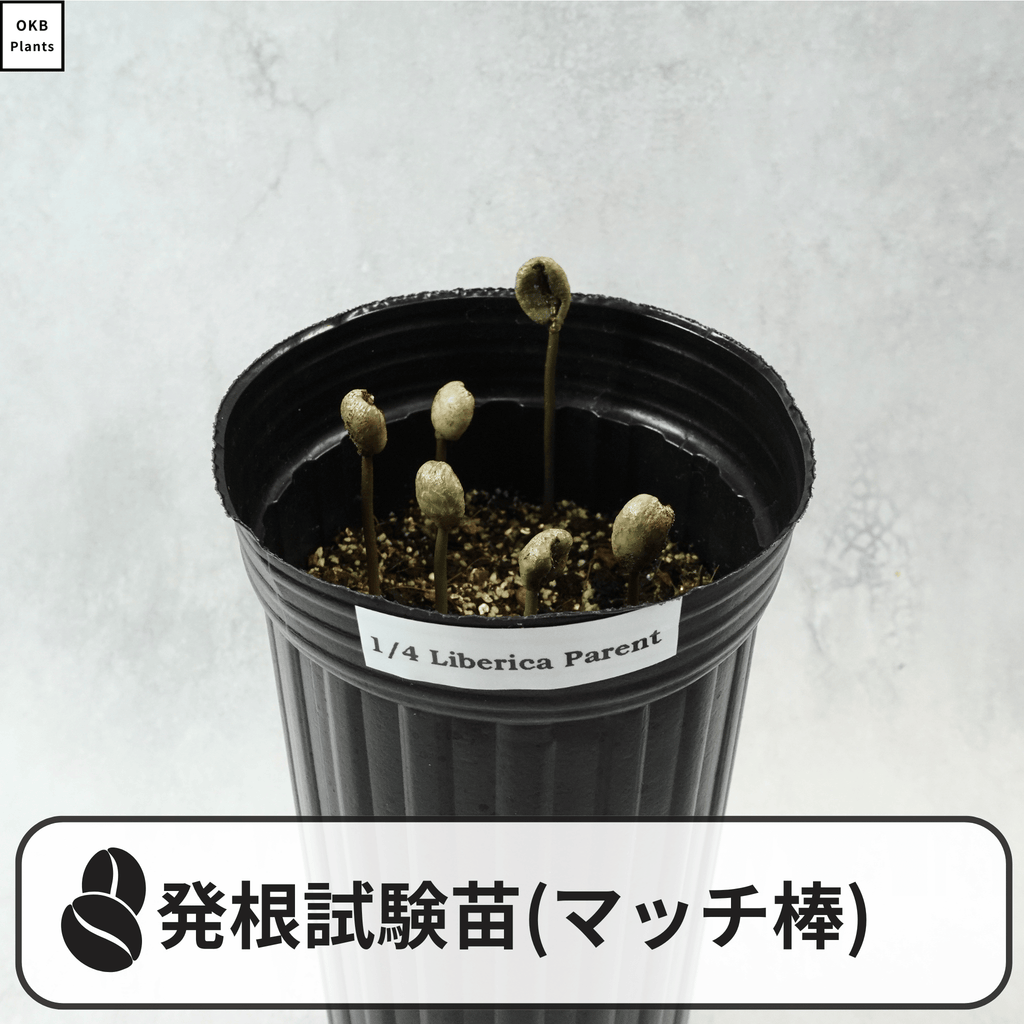 コーヒーの木の発根試験苗(マッチ棒)