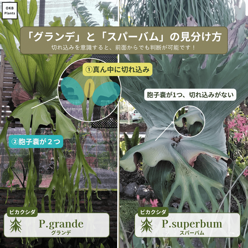 グランデ(P.grande)とスパーバム(P.superbum)の簡単な見分けかた、区別する方法。胞子嚢の数で判断が可能。
