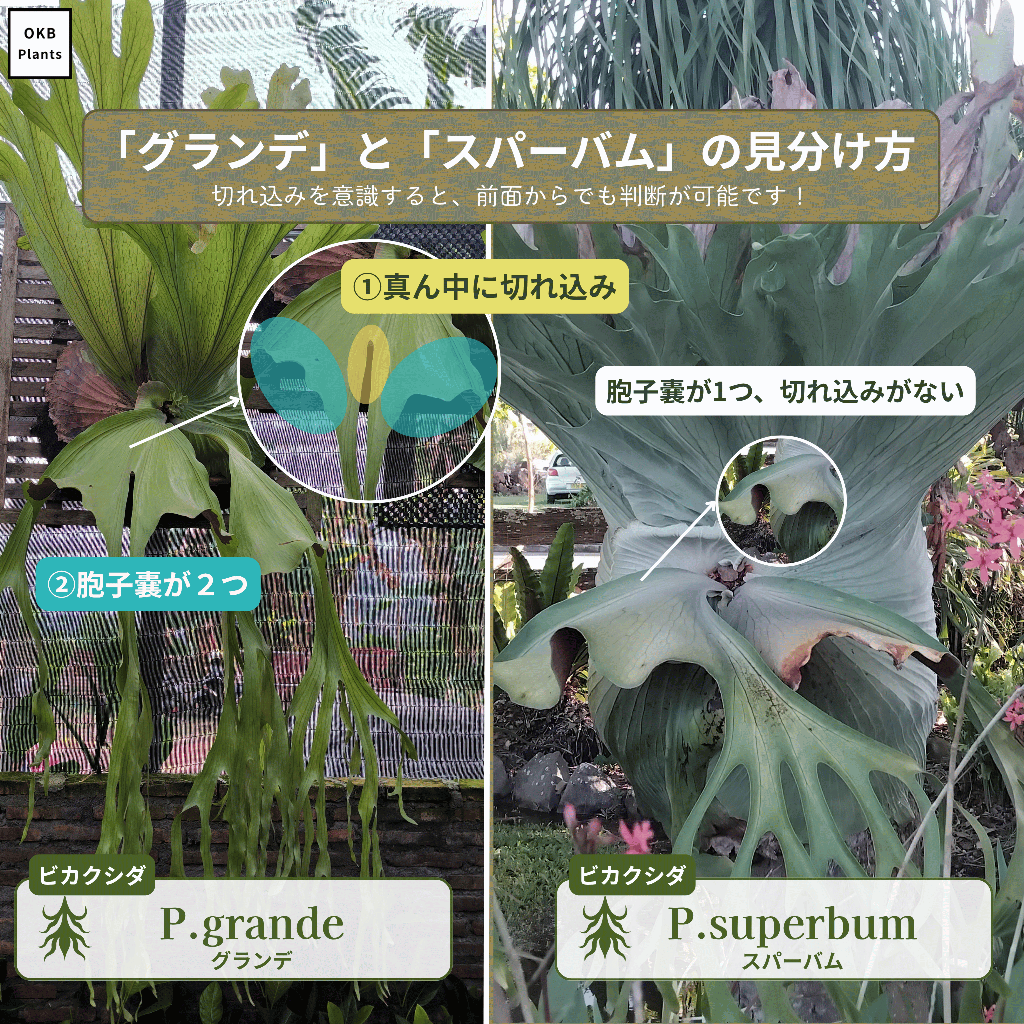 グランデ(P.grande)とスパーバム(P.superbum)の簡単な見分けかた、区別する方法。胞子嚢の数で判断が可能。