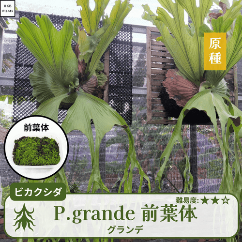 グランデ(P.grande) ビカクシダの前葉体 – OKB Plants グランデ(P.grande) ビカクシダの前葉体 – OKB Plants