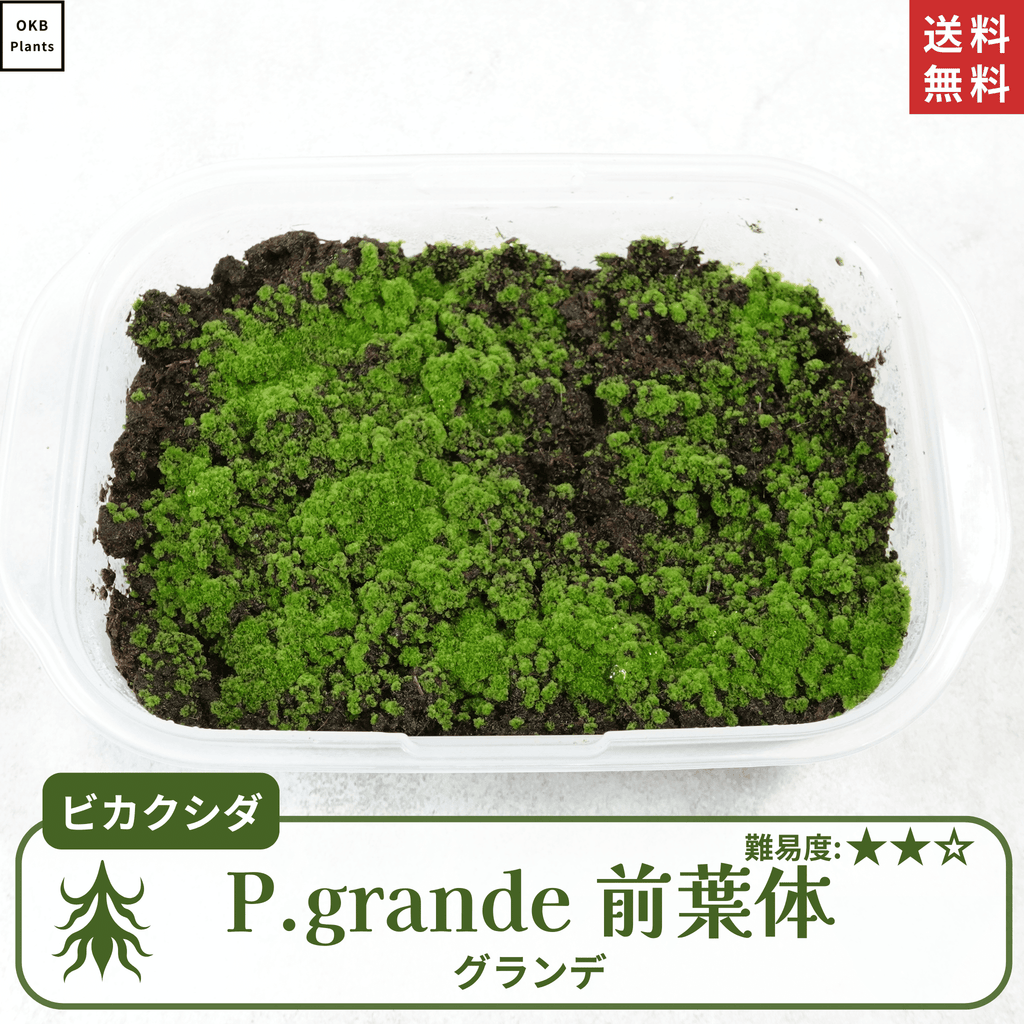 グランデ(Platycerium grande) ビカクシダの胞子 小さじ1/4 – OKB Plants