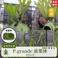 ビカクシダグランデの前葉体