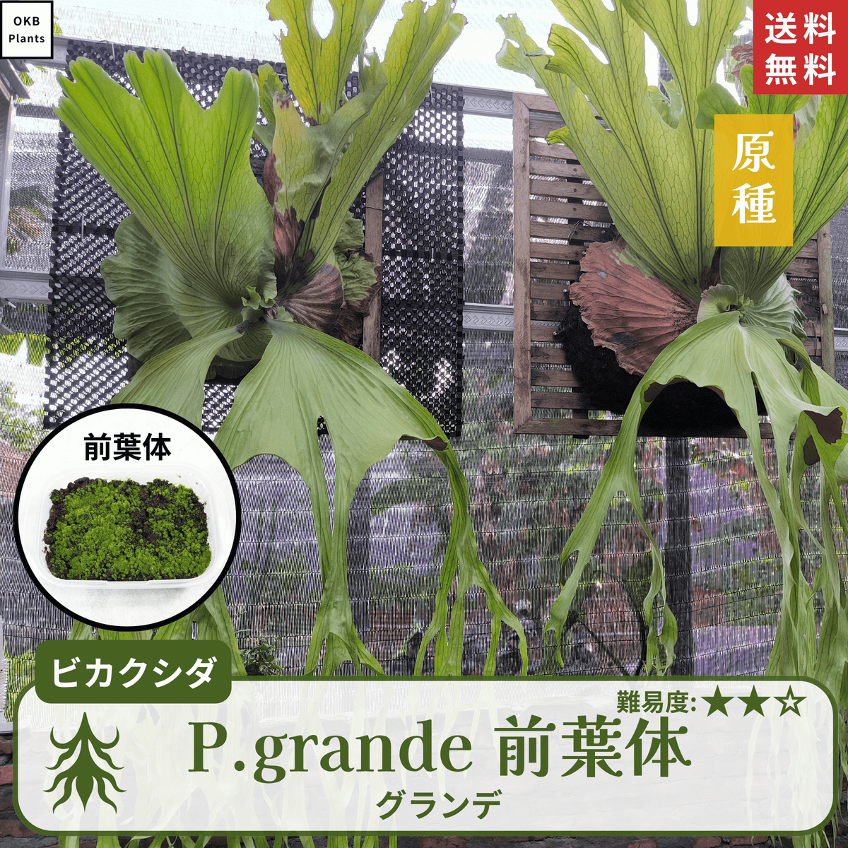 グランデ(Platycerium grande) ビカクシダの胞子 0.25ml – OKB Plants