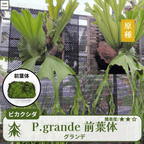 ビカクシダグランデの前葉体(P.grande)