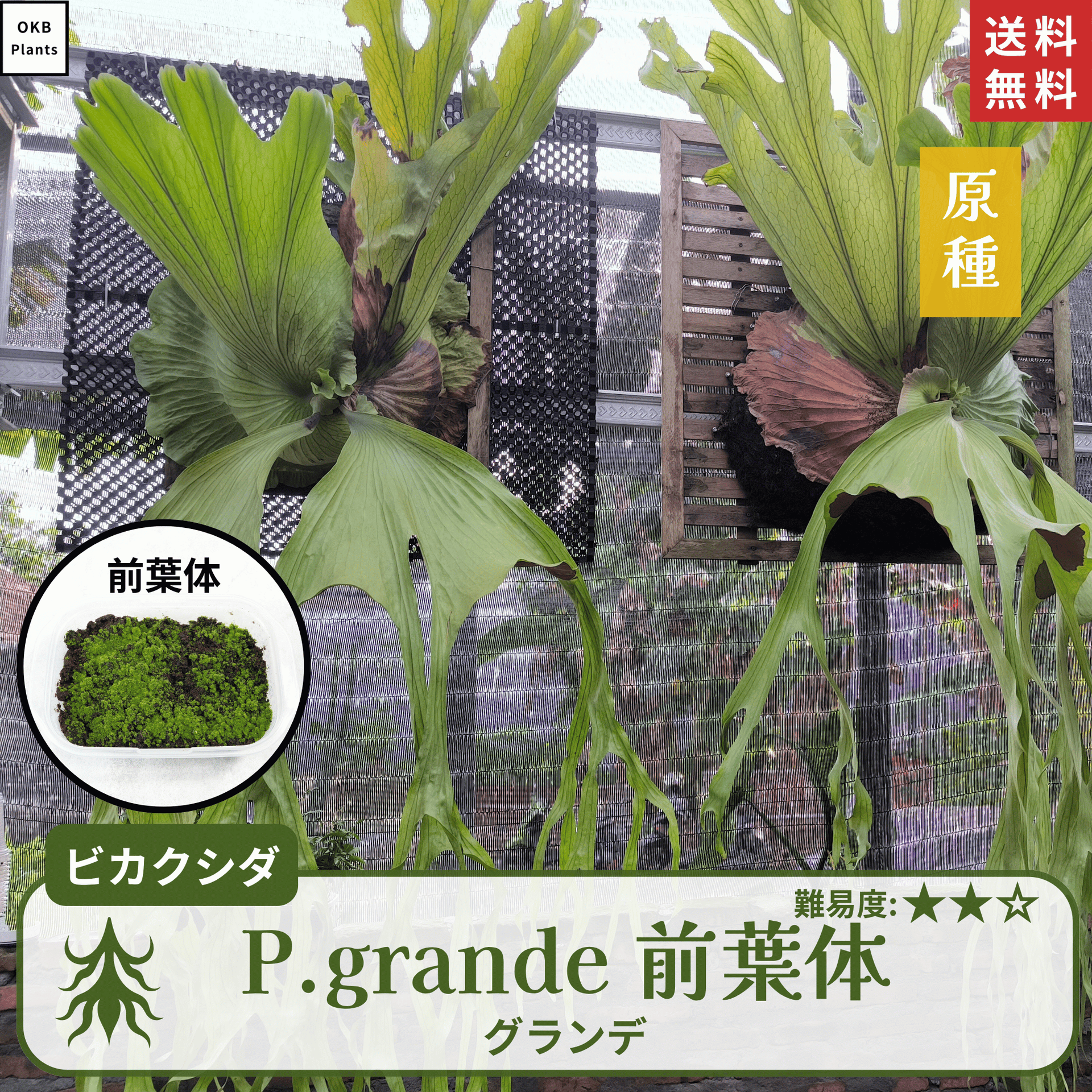 グランデ(P.grande) ビカクシダの前葉体 – OKB Plants