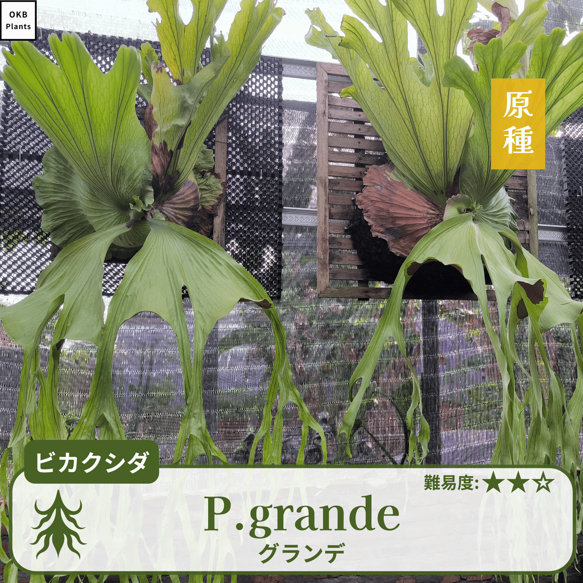 grande_spore1.png?v=1774493819 grande_spore1.png?v=1774493819