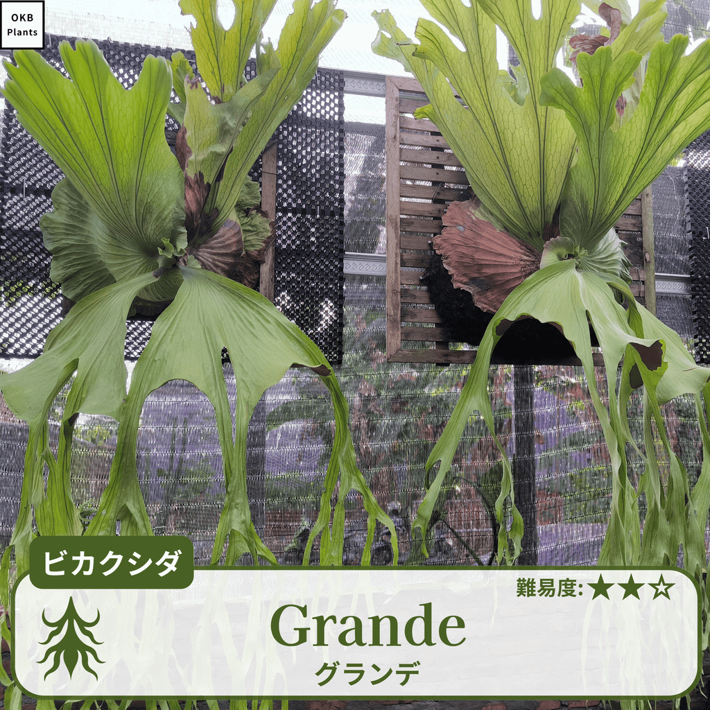 ビカクシダグランデの胞子