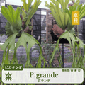 ビカクシダグランデ(P.grande)の胞子