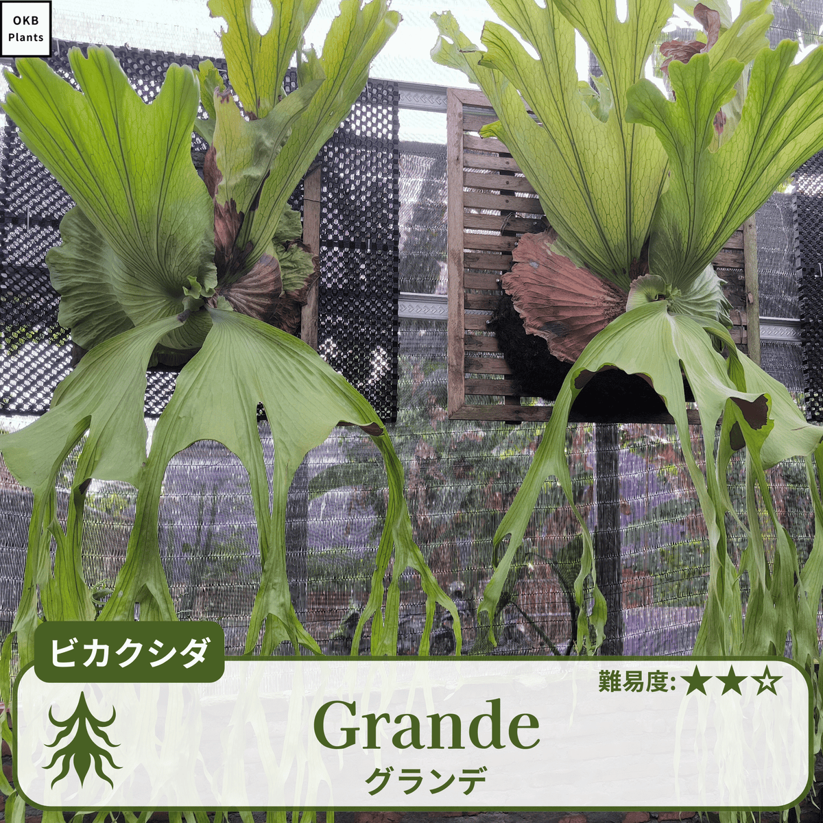 グランデ(Platycerium grande) ビカクシダの胞子 小さじ1/2 – OKB Plants
